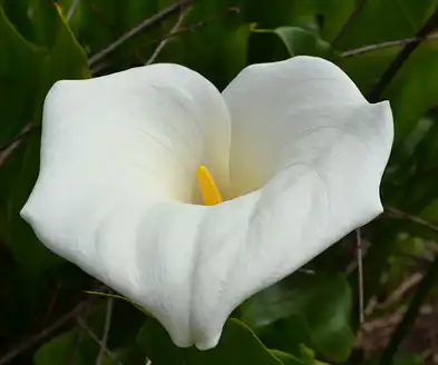 Lily extract powder Lily extract powder