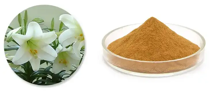 Lily Extract Powder Lily Extract Powder