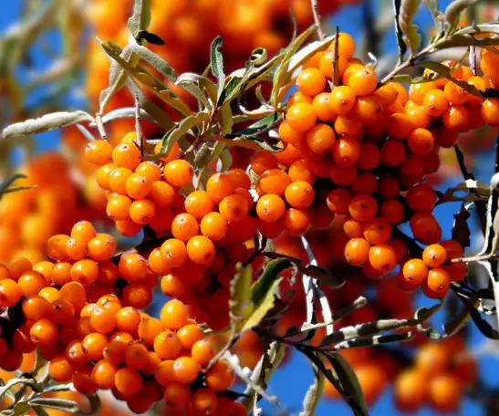 Seabuckthorn Extract Seabuckthorn Extract