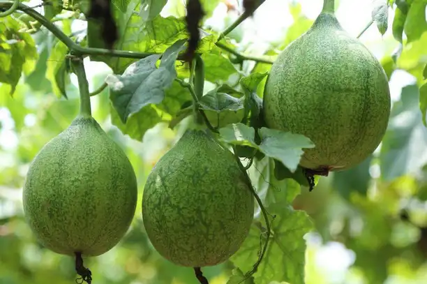 Trichosanthes Kirilowii Root Extract Trichosanthes Kirilowii Root Extract