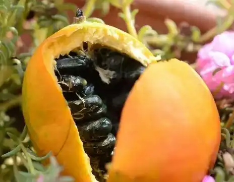 Trichosanthes Kirilowii Root Extract Trichosanthes Kirilowii Root Extract