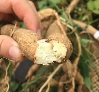 Trichosanthes Kirilowii root powder Trichosanthes Kirilowii root powder