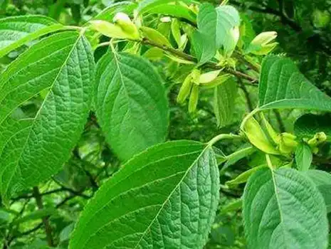 Eucommia ulmoides leaf extract Eucommia ulmoides leaf extract