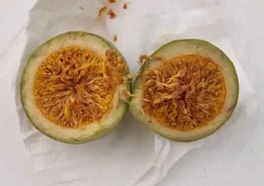 Ficus Pumila Ficus Pumila