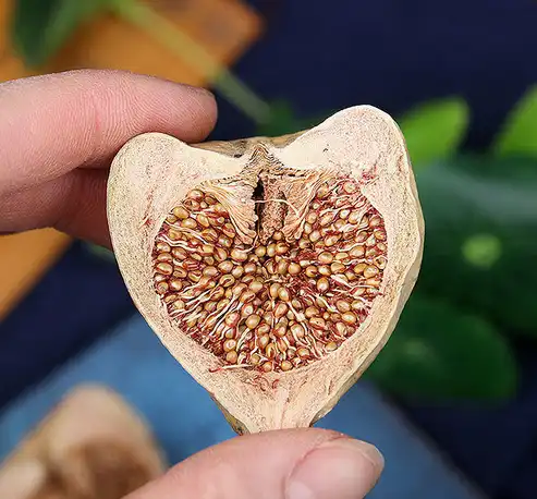 Ficus Pumila fruit Ficus Pumila fruit