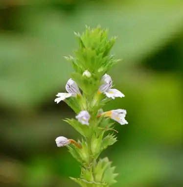 eyebright Extract eyebright Extract