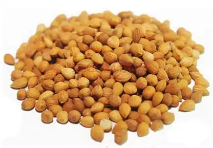 Prunus Japonica Prunus Japonica