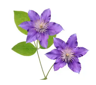 Clematis extract Clematis extract