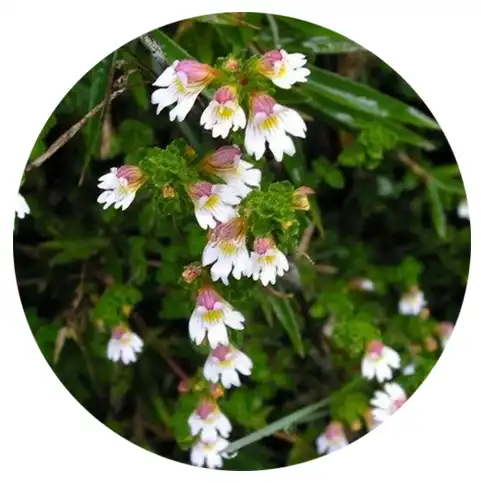 Eyebright Extract benefit Eyebright Extract benefit