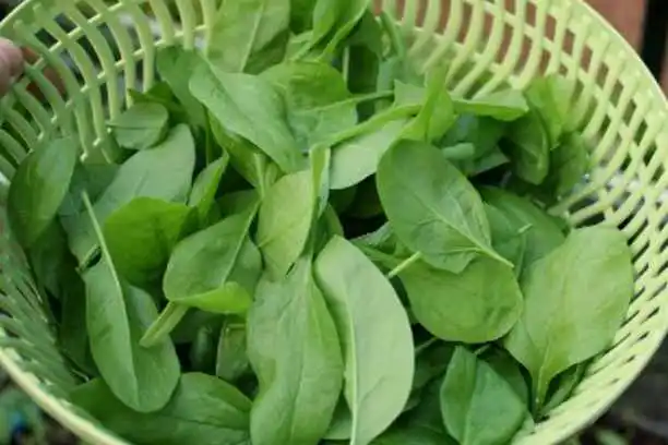 spinach extract spinach extract