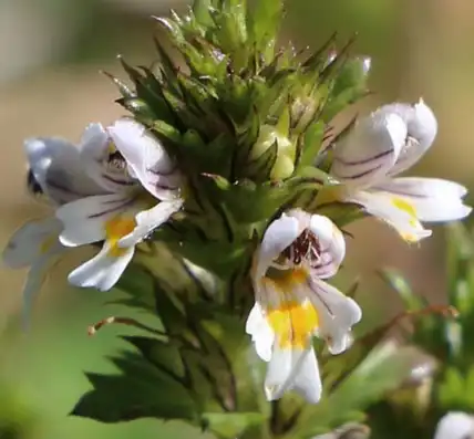 Eyebright Extract for Eye Health Eyebright Extract for Eye Health
