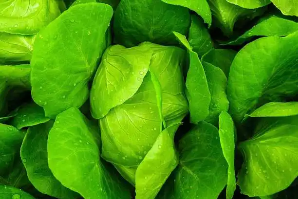 Selection of Spinach