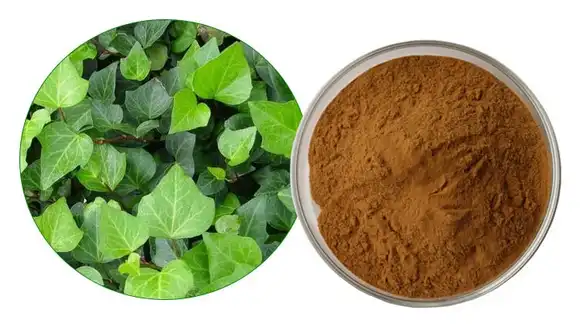 Ivy leaf extract Ivy leaf extract