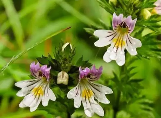 Eyebright Extract Eyebright Extract