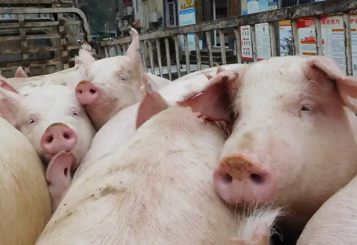 ucca extract to reduce ammonia gas in pig house ucca extract to reduce ammonia gas in pig house