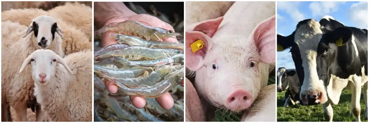 yucca additives for Animal Feed yucca additives for Animal Feed