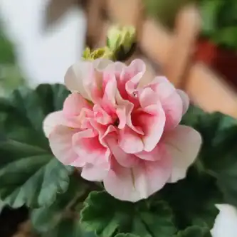 geranium root extract geranium root extract