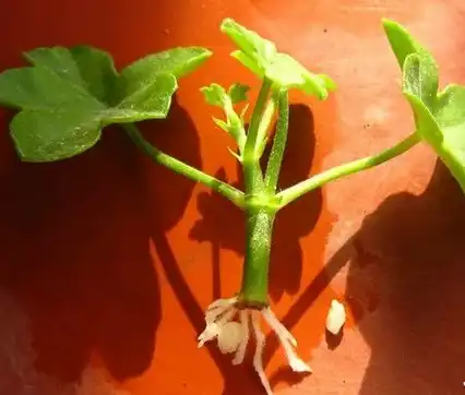 geranium root extract geranium root extract