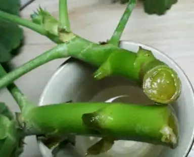 Geranium root extract Geranium root extract