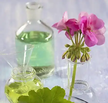 Geranium oil extract Geranium oil extract