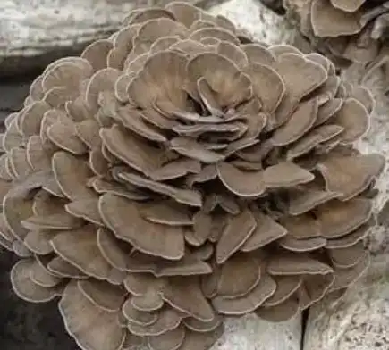 blog-435-392 blog-435-392