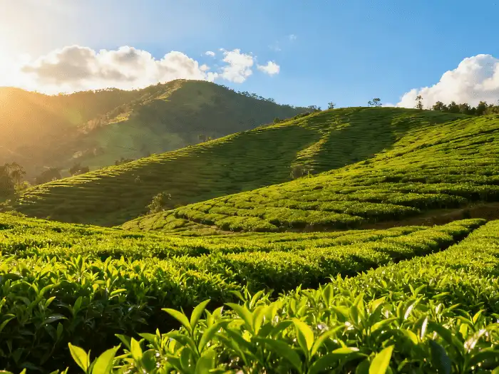 Green tea extract powder