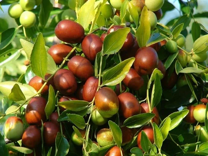 Jujube seed powder