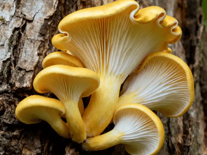 golden oyster mushroom