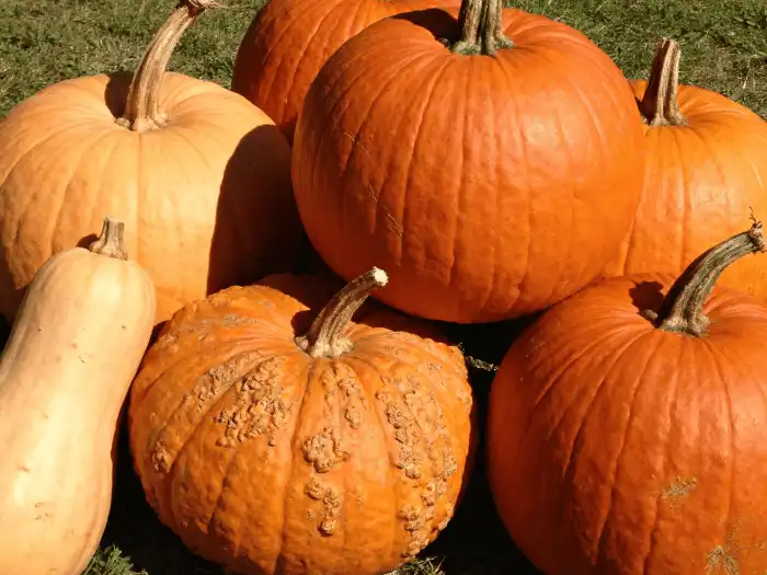 Pumpkin powder Pumpkin powder