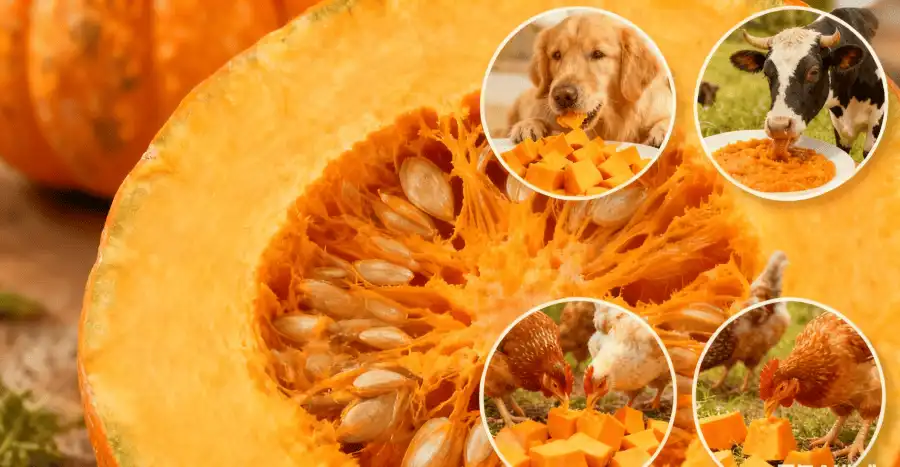 Nutritional Profile and Digestibility in Animal Feed