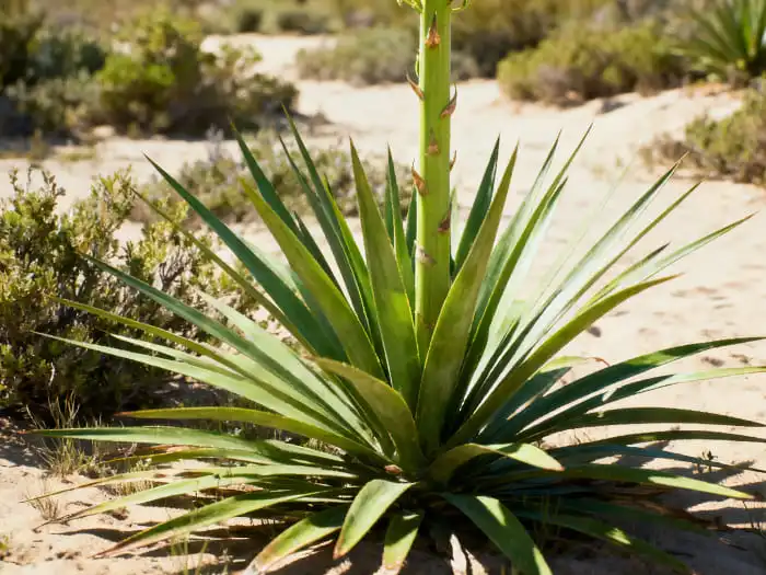 yucca extract powder