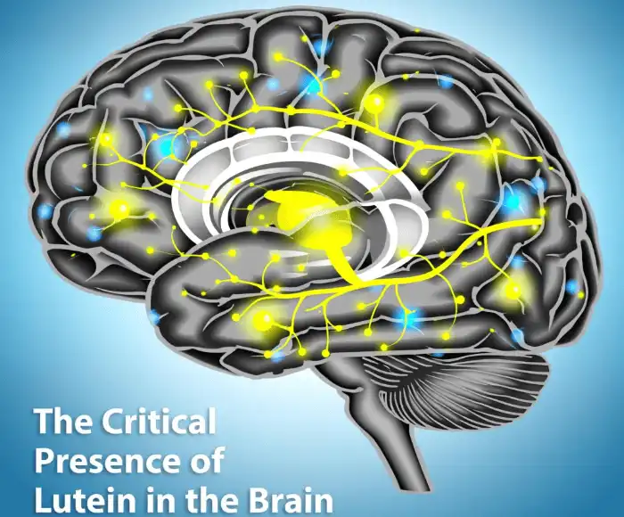 The Critical Presence of Lutein in the Brain
