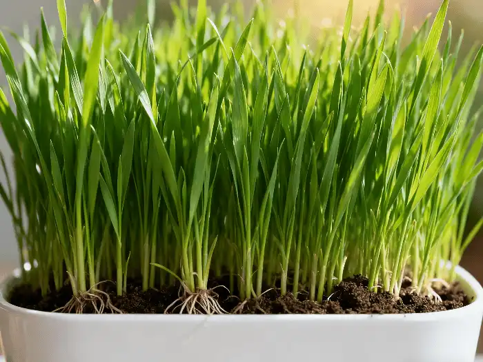 wheat grass
