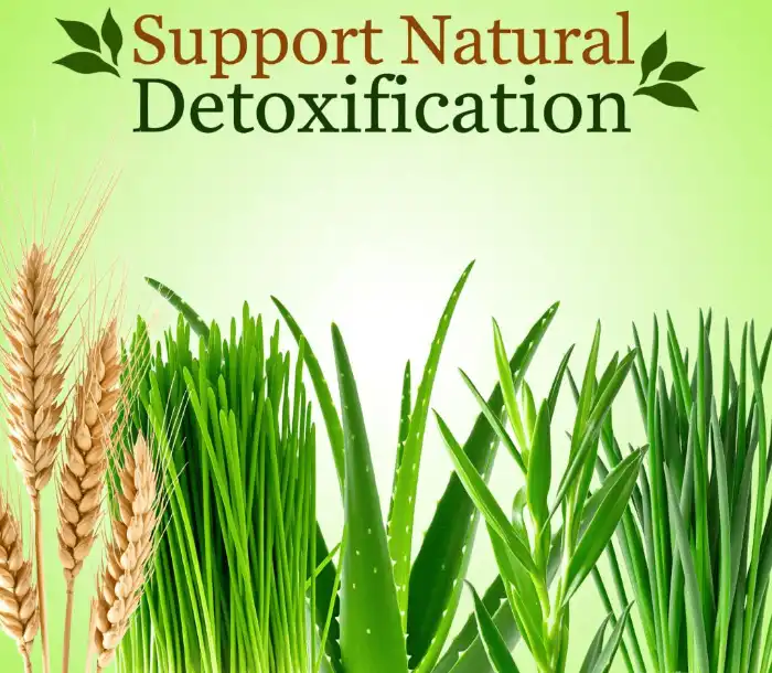 wheat grass Support Natural Detoxification wheat grass Support Natural Detoxification