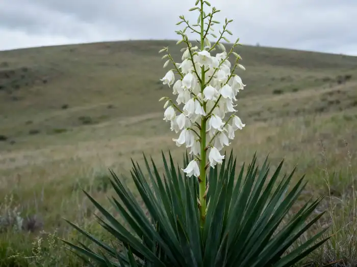 Yucca extract powder