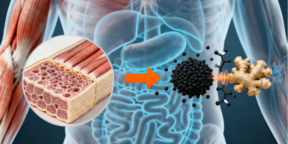 The Science Behind Black Ginger's Pre-Workout Potential