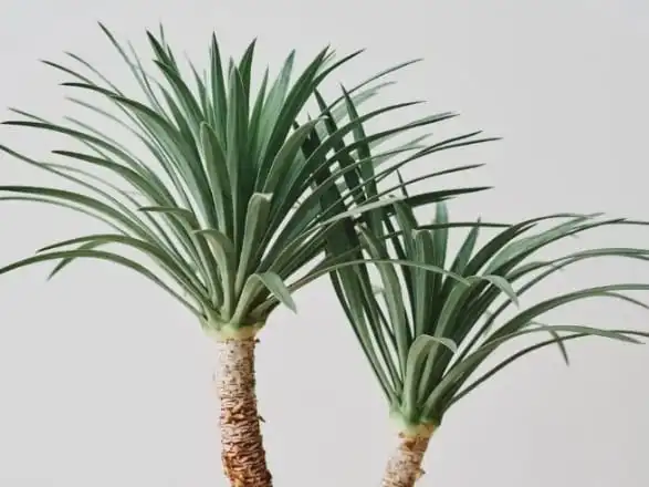 yucca
