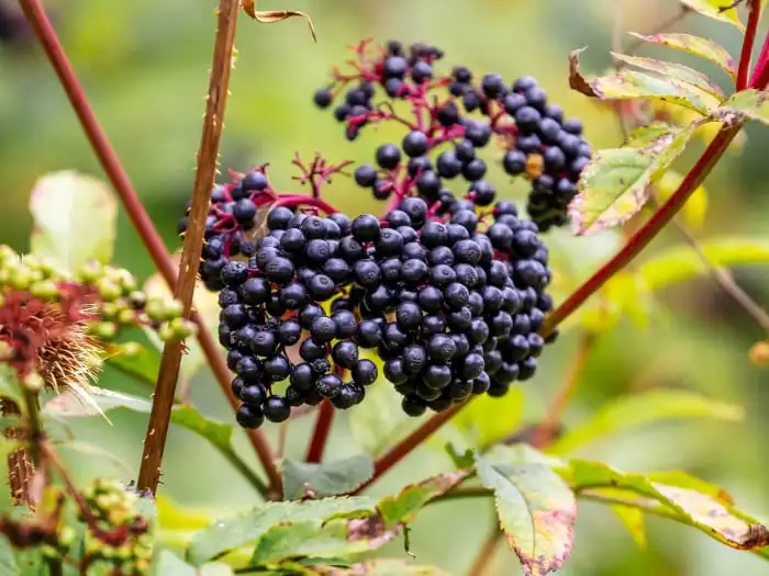 ​​​​​​​Sambucus extract