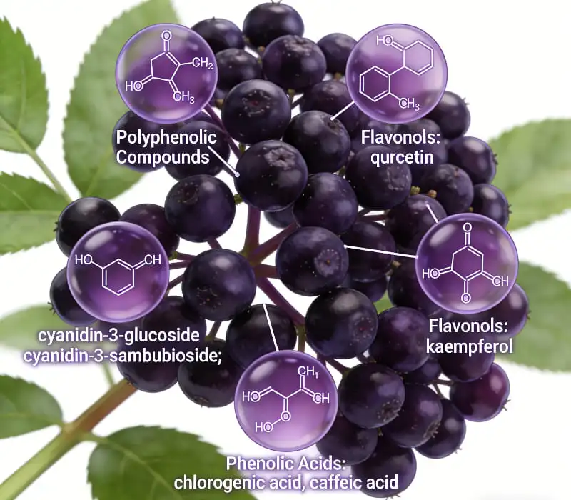 Chemical Composition of Elderberry