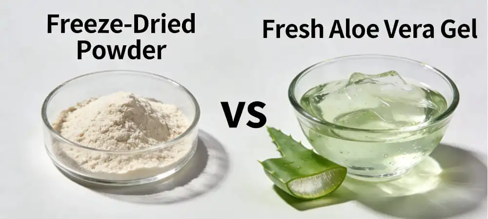 Freeze-Dried Powder vs Fresh Aloe Vera Gel