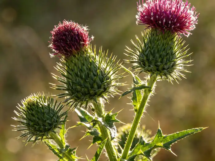 Milk thistle Milk thistle