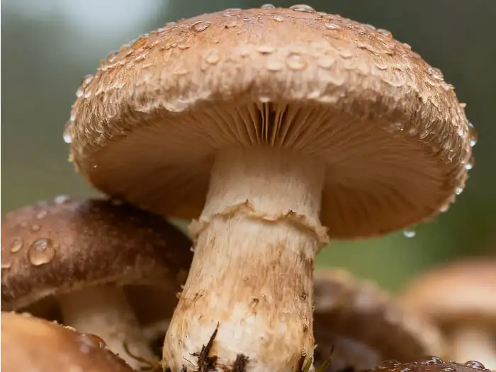 organic shiitake powder