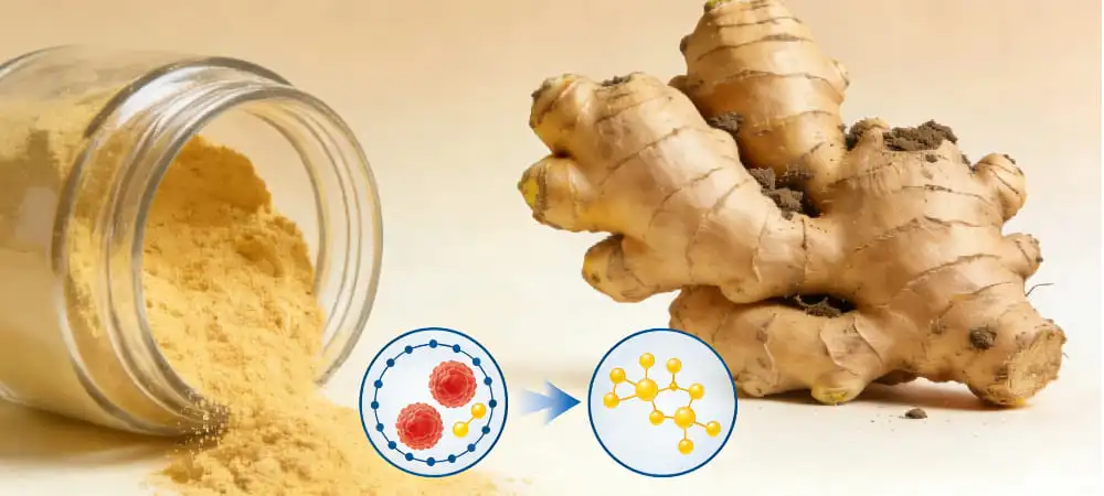 Understanding Organic Ginger Powder and Its Anti-Inflammatory Benefits