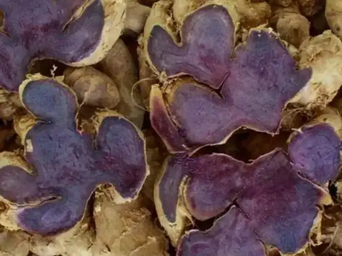 black ginger extract