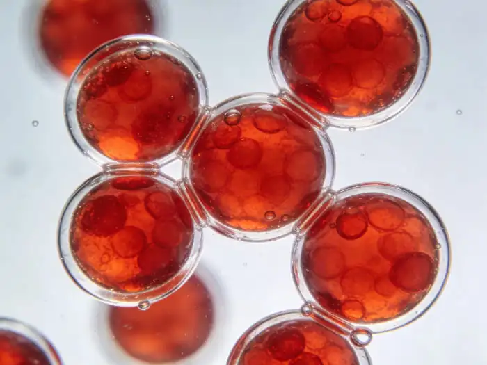 Understanding Haematococcus Pluvialis Cultivation