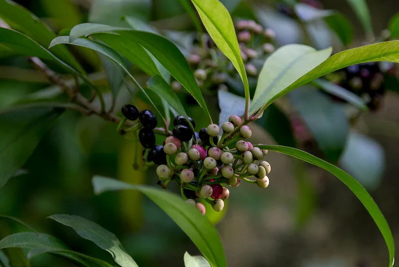 ardisia-silvestris-extract ardisia-silvestris-extract