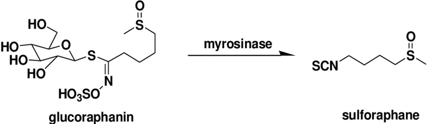 glucoraphanin to sulforaphane glucoraphanin to sulforaphane
