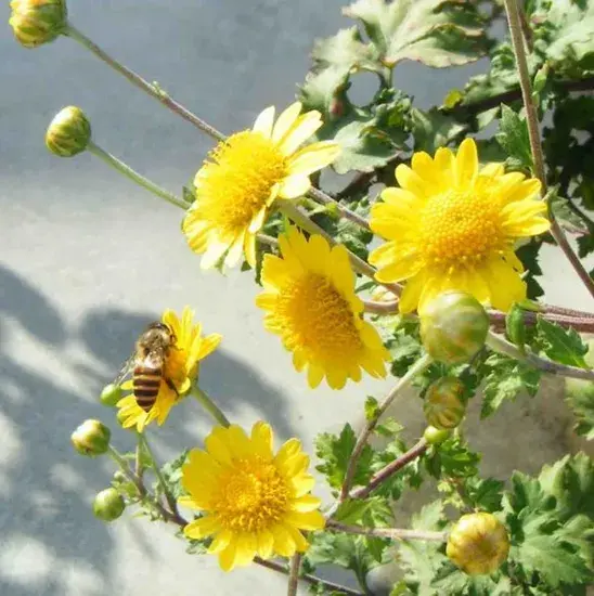 Wild Chrysanthemum Extract Wild Chrysanthemum Extract