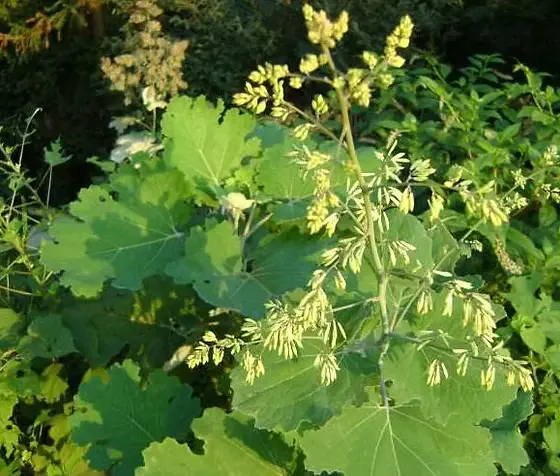 macleaya-cordata macleaya-cordata