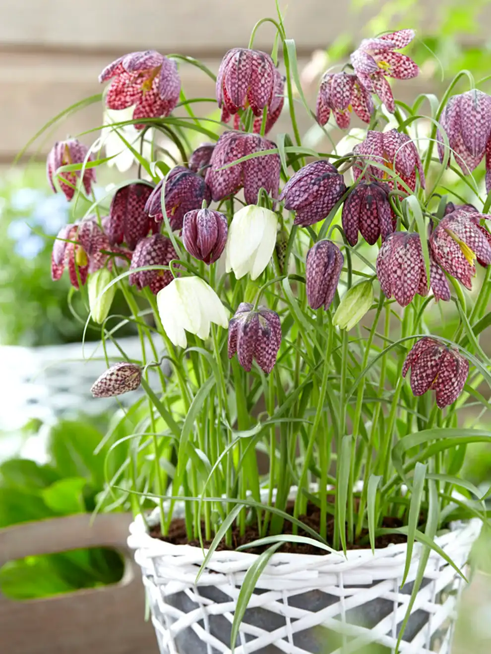 Fritillaria Fritillaria